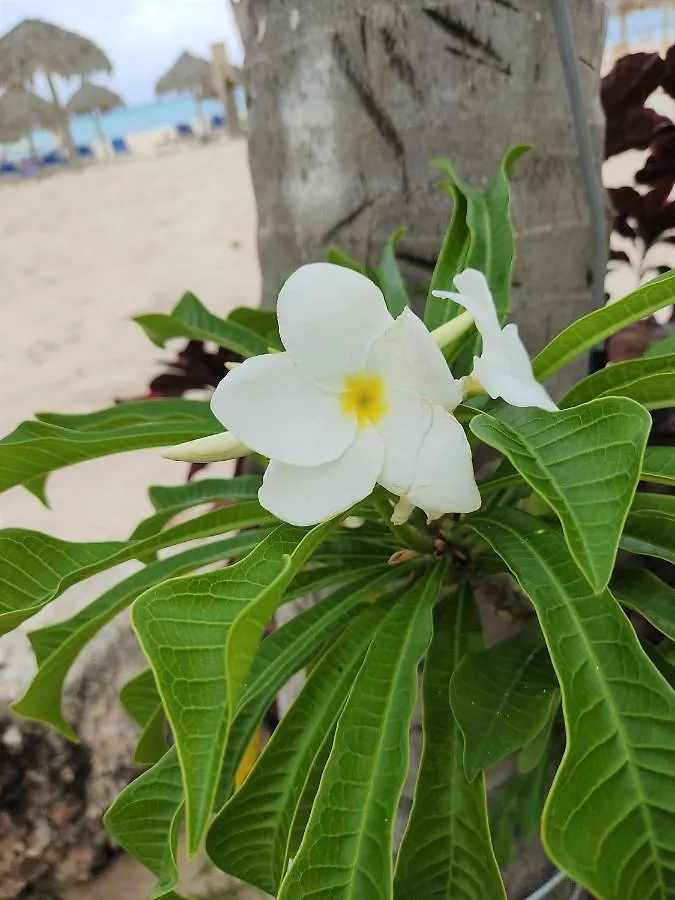 Amma Deluxe Beach Villas & Spa - Playa Los Corales Punta Cana Lägenhetshotell